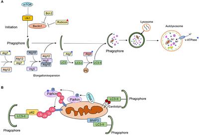 The Aging Heart: Mitophagy at the Center of Rejuvenation